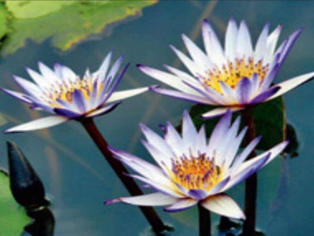 Blue Water Lily Can Fight Diabetes Obesity And Ageing Iict Hyderabad News Times Of India
