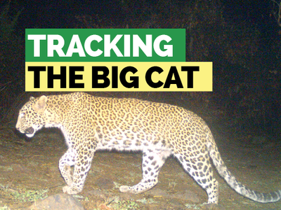 Leopard spotted in Delhi’s Yamuna bio-diversity park