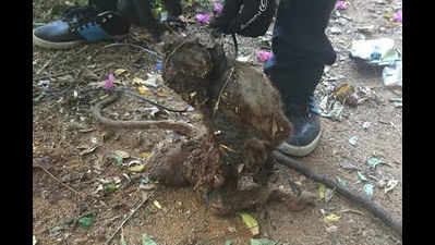 Medicos torture, kill monkey at Christian Medical College in Tamil Nadu
