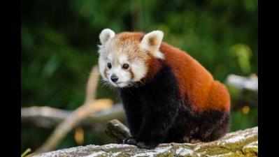 Red Panda family expanding in Nainital Zoo