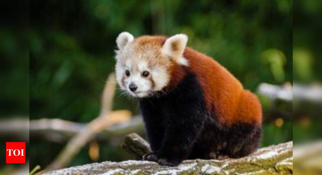 Red Panda family expanding in Nainital Zoo | Dehradun News - Times of India