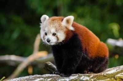 Red Panda family expanding in Nainital Zoo | Dehradun News - Times of India