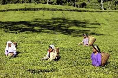 Staff of 242 tea gardens yet to receive wages