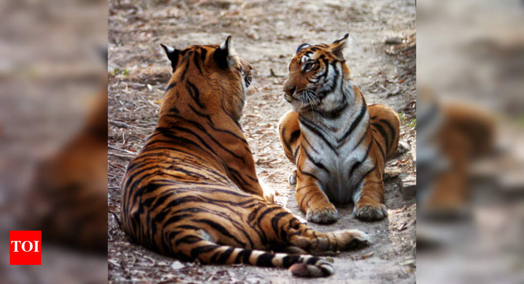 Uttar Pradesh to set up Tiger Protection Force soon | Lucknow News ...