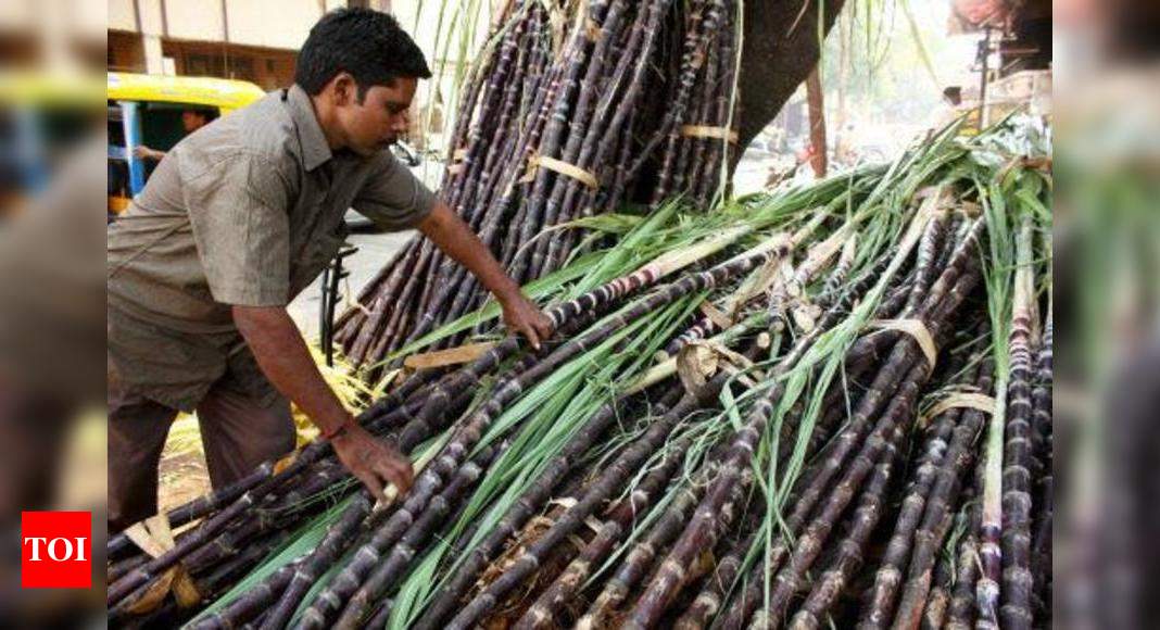 Сахарный тростник производство. Сахарный тростник в Бразилии. Сахарный тростник Вьетнам. Куба сахарный тростник плантации. Сахарный тростник в Индии.