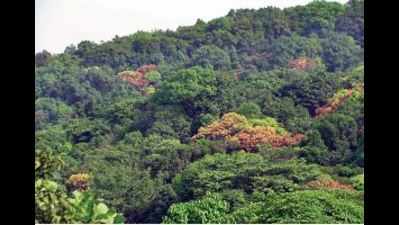 More than 30,000 trees will be axed for 65-km road between Chikkamagaluru, Dakshina Kannada