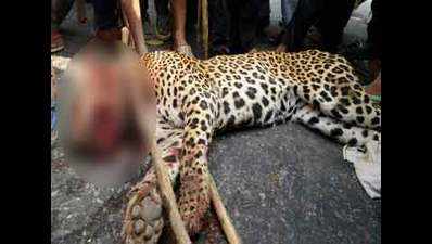 Leopard beaten to death by angry villagers near Gurugram
