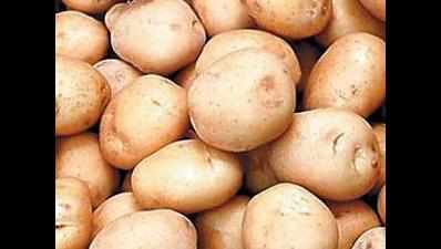 Potato farmers in lurch as supply chain sputters