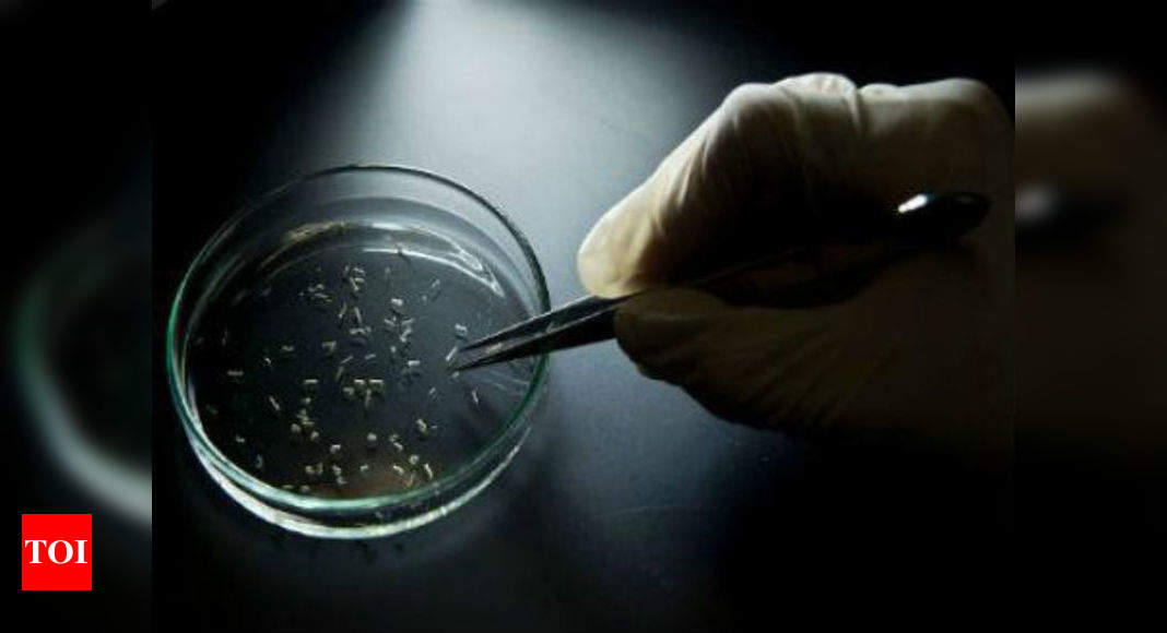 How Highly Potent Antibody Neutralises Zika Discovered Times Of India