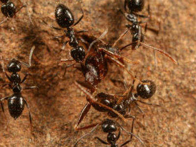Ant species ready to take over world, suggests new study