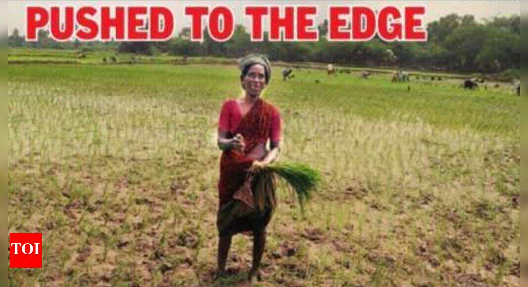 In Tamil Nadu’s rice bowl, life comes to a boil Chennai News Times of India