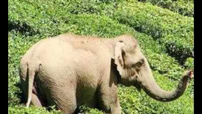 Rogue tusker injures two elephants in zoo