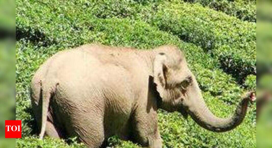 Rogue tusker injures two elephants in zoo Bhubaneswar News Times of