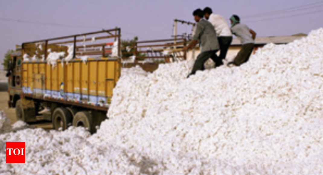 Cotton Buying Cotton buying Traders offer farmers high rate for old