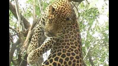 Panther injures six in Bharatpur, rescued