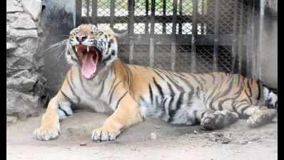 Youth jumps into tiger’s enclosure at Katraj zoo