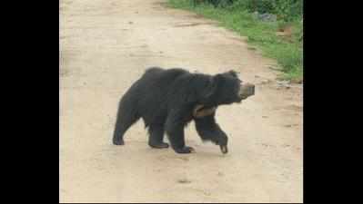 2 held with black bear bile