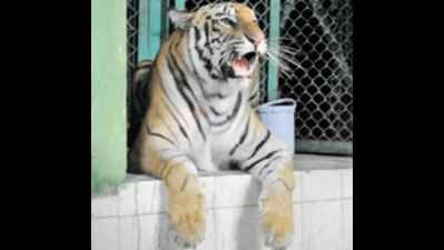 Tigress leaps out of cage in Madhya Pradesh, many hurt in stampede