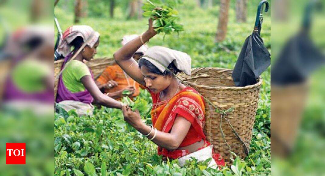 In Assam's tea gardens, epay is new custom Guwahati News Times of