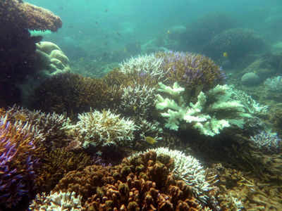 Deep sea corals under threat from climate change: Study