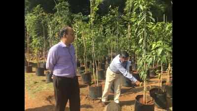 Pilot project to turn open spaces into green cover in Belagavi
