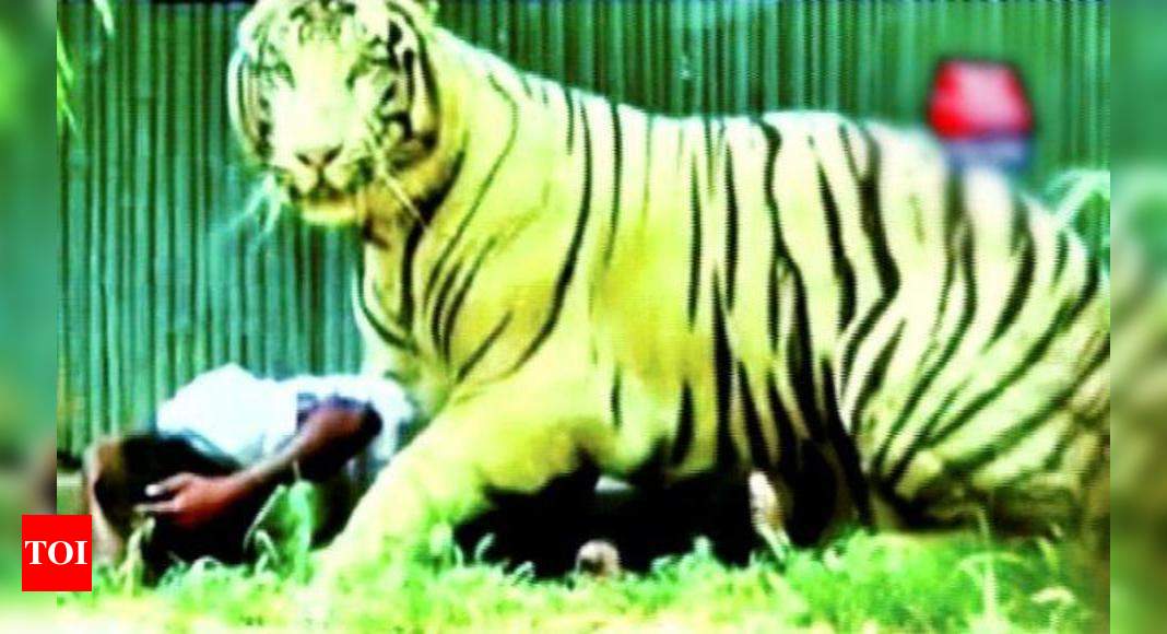 Over 1300 people died due to tiger and elephant attacks in India in ...