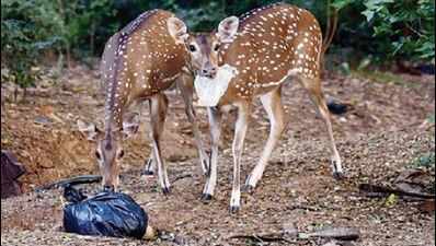 Plastic waste kills 2 deer at IIT-Madras in 10 days