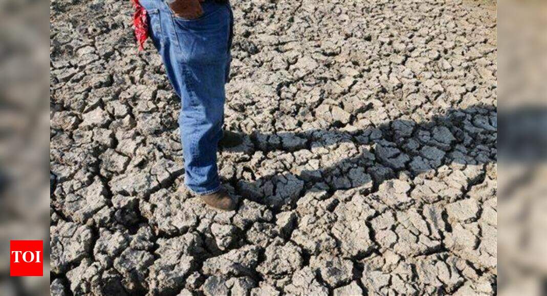 Officials take stock of drought conditions | Trichy News - Times of India