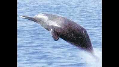 IIT-Delhi, Tokyo university experts count dolphins in Ganga