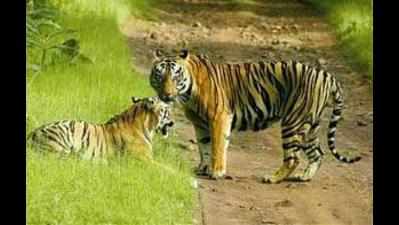 Centre clears Buxa tiger relocation plan
