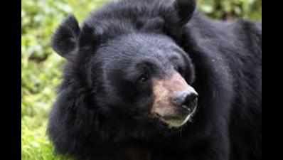 Minister upset with forest officials over poaching of Himalayan black bear