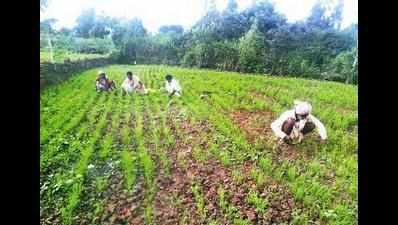 DYFI, SFI initiate farming in Methran Kayal
