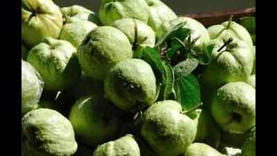 After years, locals enjoy cheap guavas