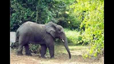 Families sleep on machaans to escape elephant attack