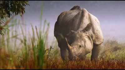 <arttitle><b>Bankey, India’s oldest one-horned rhino, dies at Dudhwa</b></arttitle>