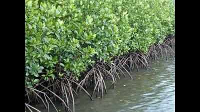 HC allows mangrove cutting, removes MTHL's last hurdle