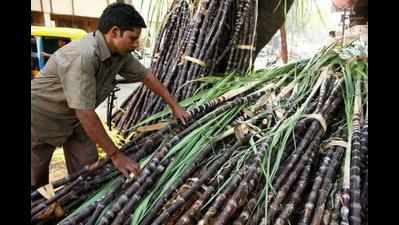 Farmers turn to sugarcane in dry region