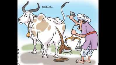 Congress-ruled Gujarat civic body puts cap on cow excretion