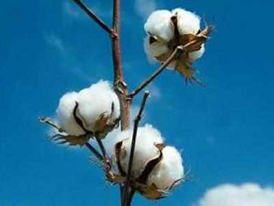 Cash crunch affects cotton arrivals in new season