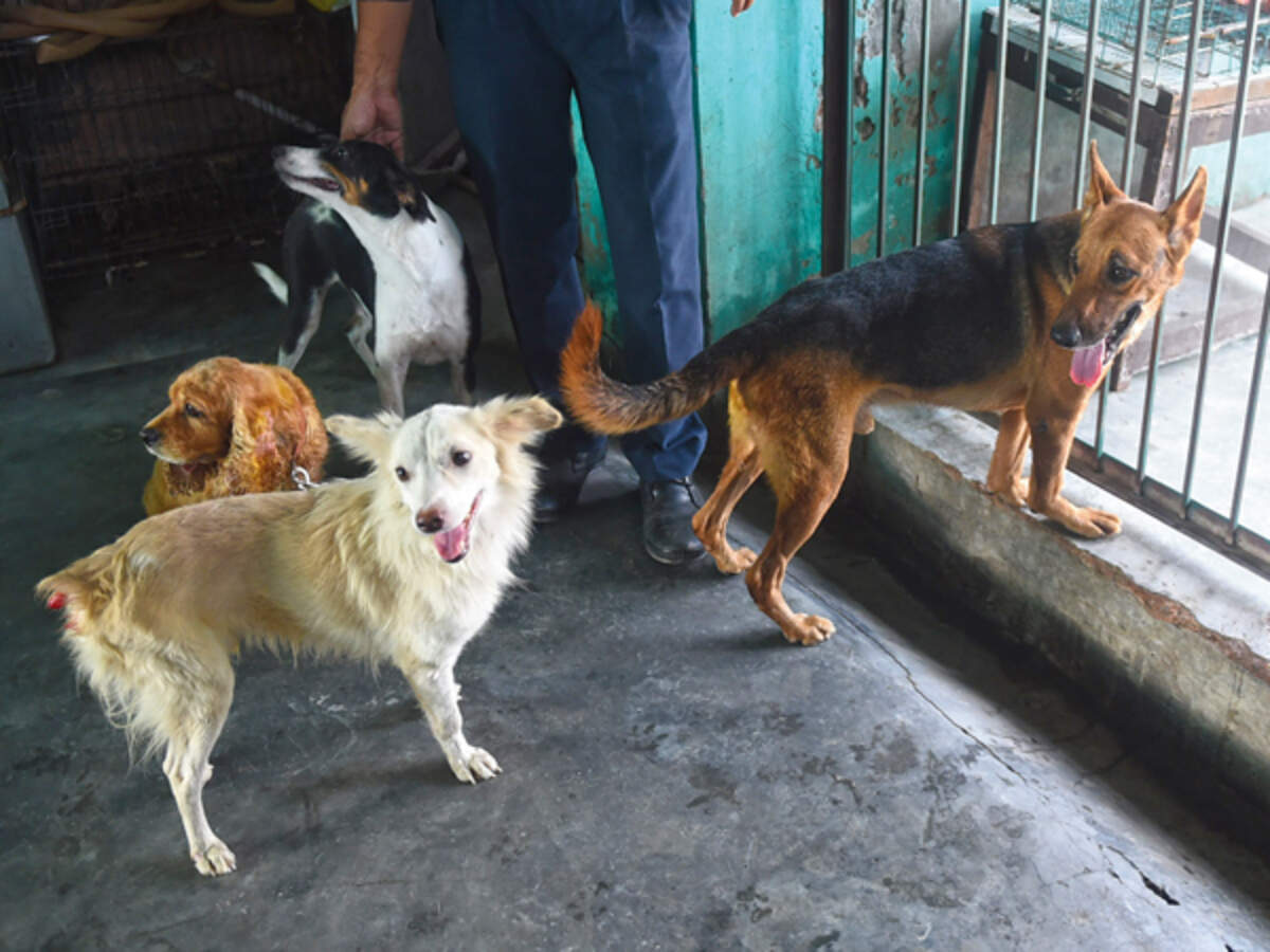 free dog adoption in greater noida
