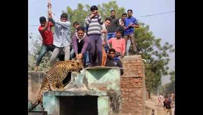 More leopards sighted, fear stalks Sohna village