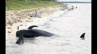 42ft-long dead whale washes up on Puri shores