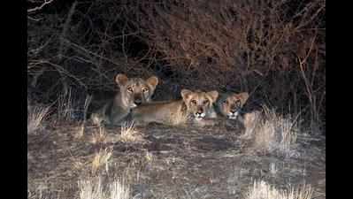 Shrinking ESZ will adversely affect lion's conservation