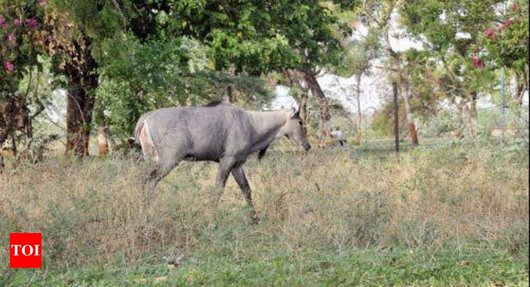 Nilgai menace: State to use catch and release method | Indore News - Times  of India