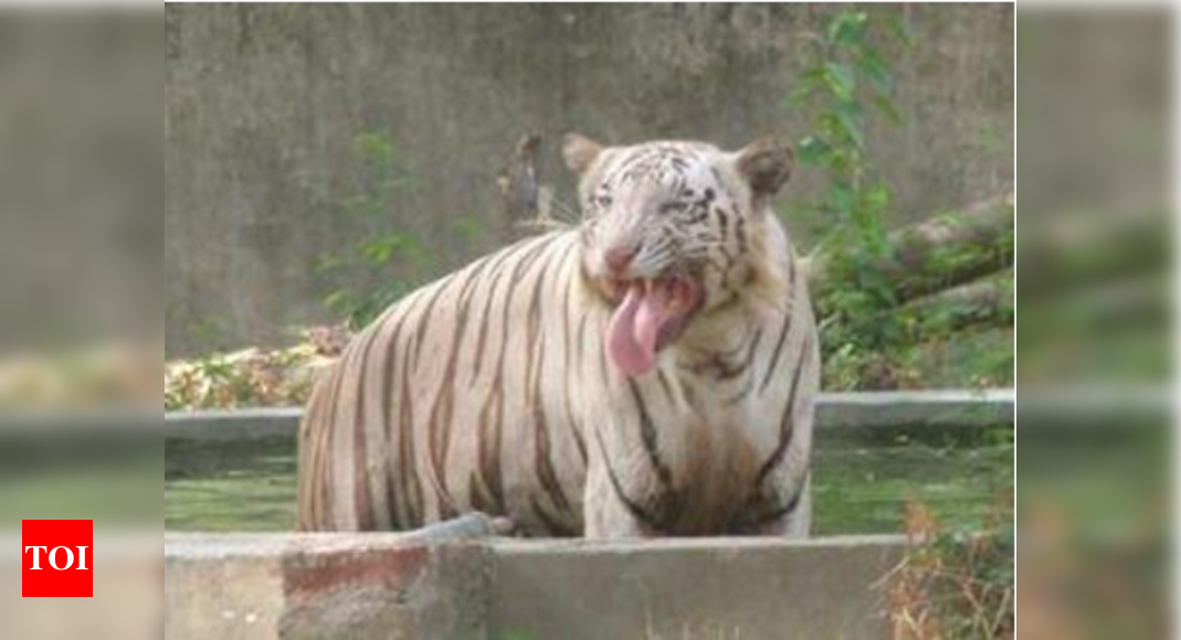 White Tiger: Madhya Pradesh loses 29th tiger: A white one this time ...