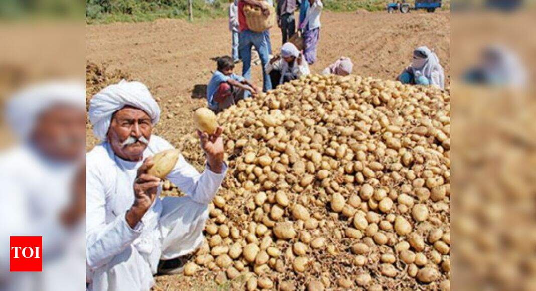 Gujarat farmers expect bumper potato crop Ahmedabad News Times of India