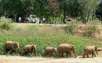Wild elephants stray into Ambikapur town, force schools to shut down