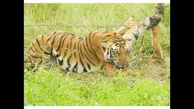 Tiger cannot change its stripes, but people can: Expert