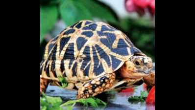 UP top cops to discuss ways to stop turtle trade