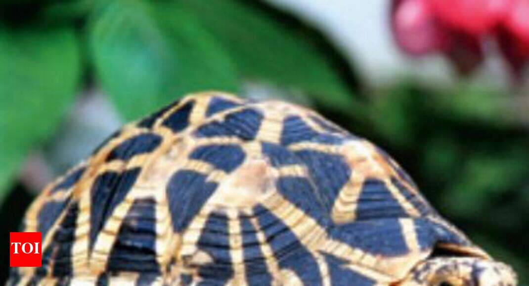 UP top cops to discuss ways to stop turtle trade Lucknow News Times